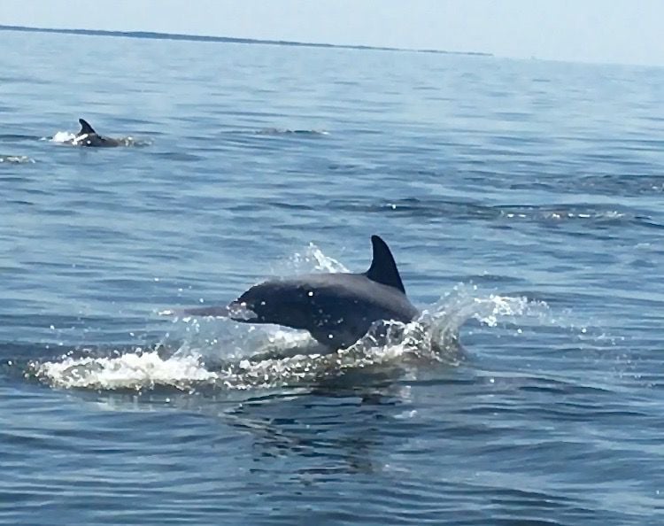 Pod of dolphins sighted in Chesapeake Bay Local News
