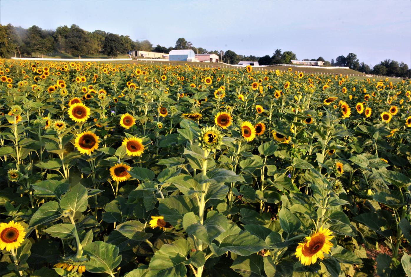 Attendance blooms at first sunflower festival Local News