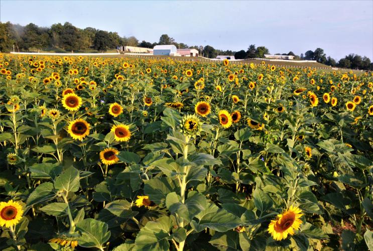 Attendance Blooms At First Sunflower Festival Local News Somdnews Com
