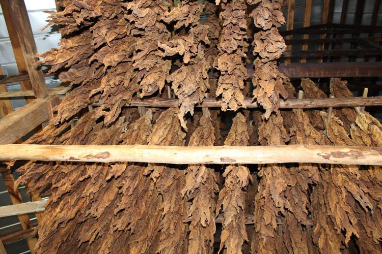 tobacco farming in maryland Some tobacco holdouts keep plugging along in Southern Maryland | Local