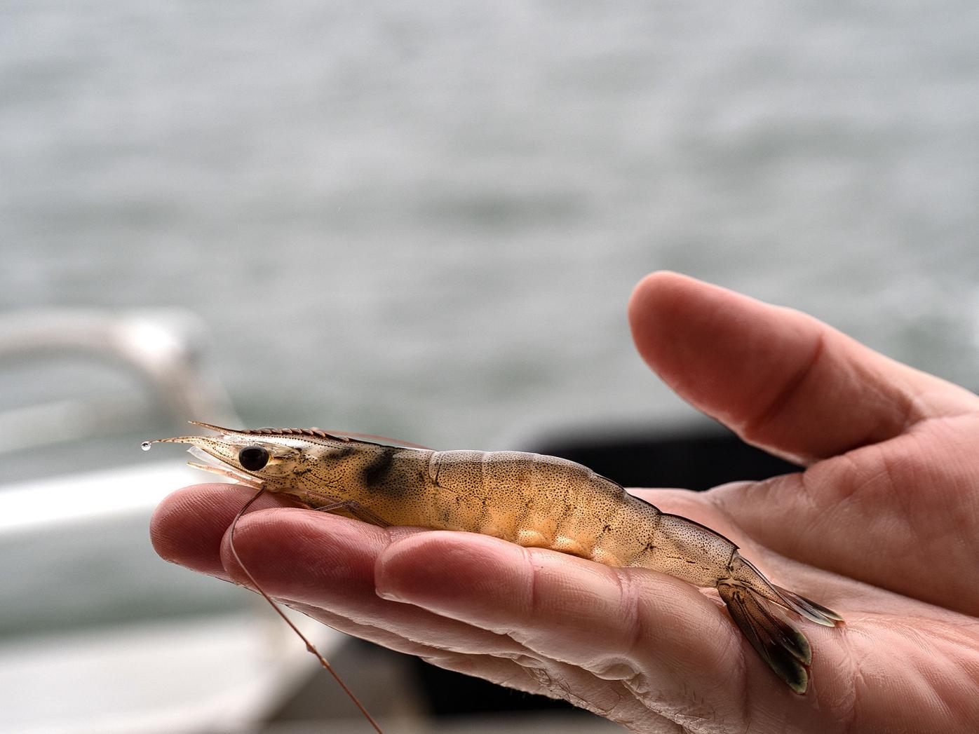 Warm temperatures move more shrimp into Chesapeake waters