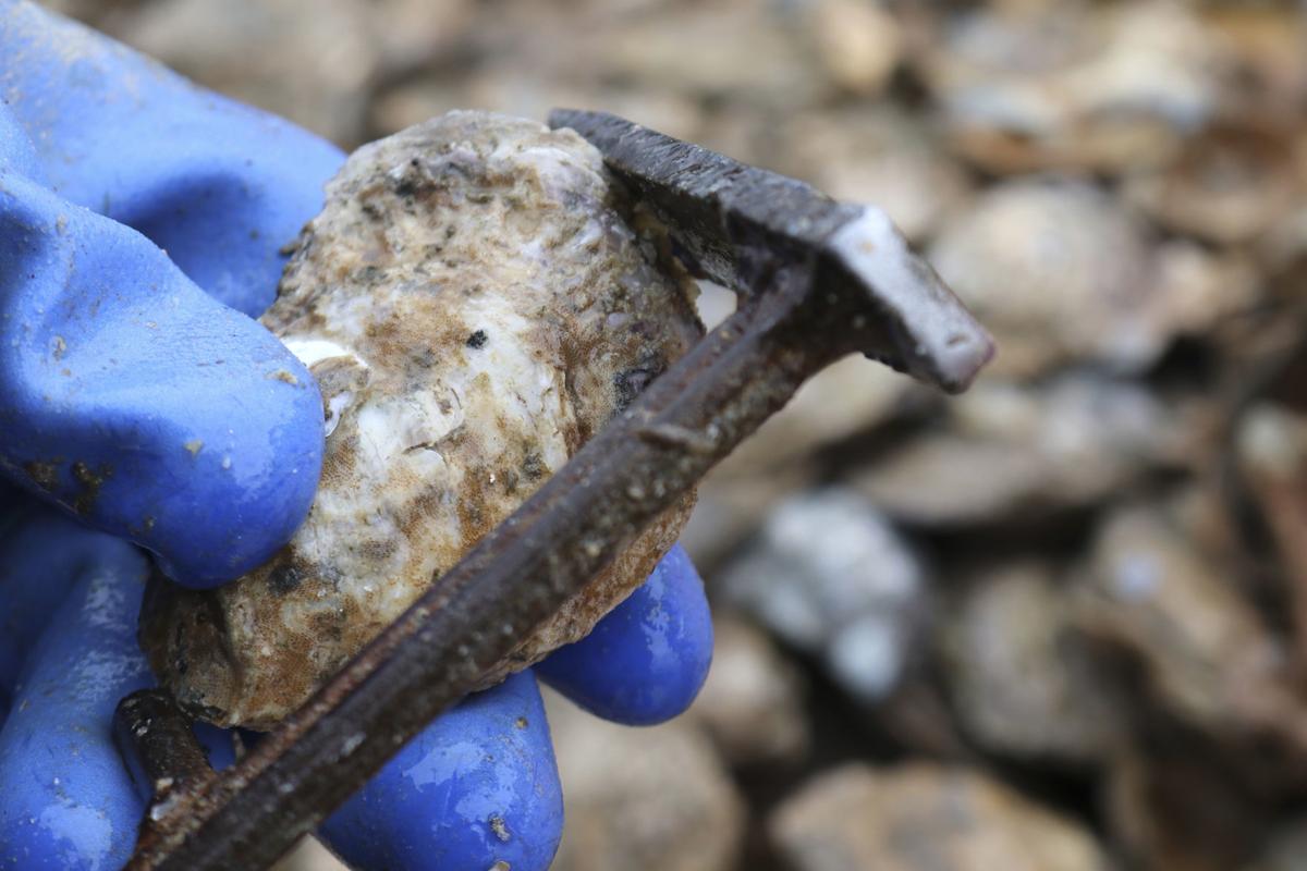Asian oysters in the chesapeake bay Bisexual free passwords