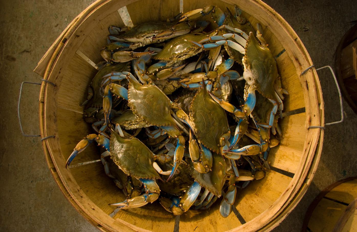 For the Chesapeake Bay blue crab, no excuse for history repeating itself |  Sound Off | somdnews.com