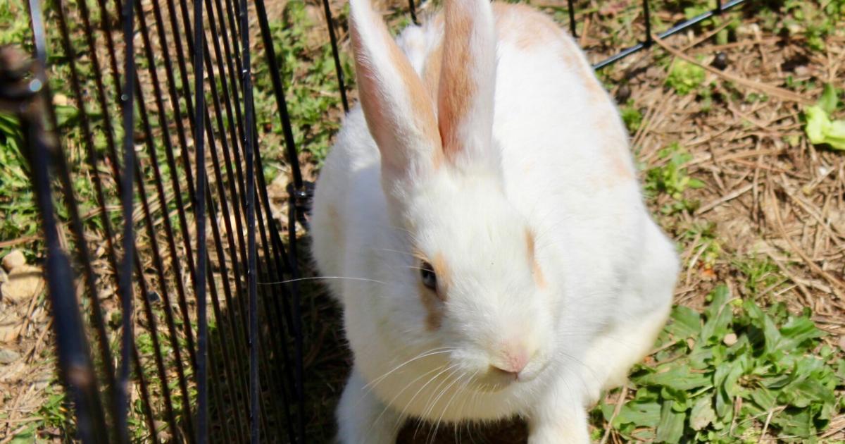 Calvert woman faces over 100 charges related to rabbits' neglect ...