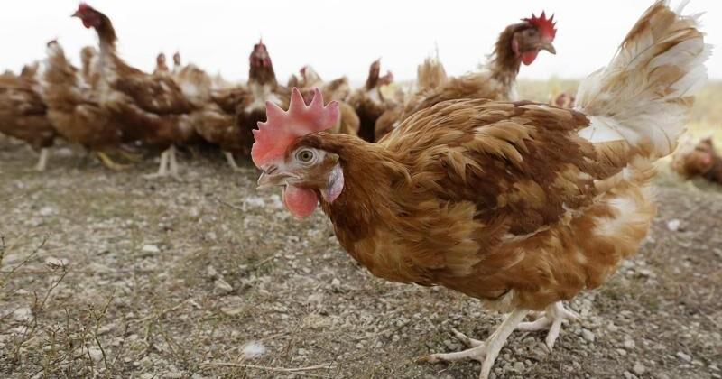 Bird flu drives free-range hens indoors to protect poultry - Vimarsana News