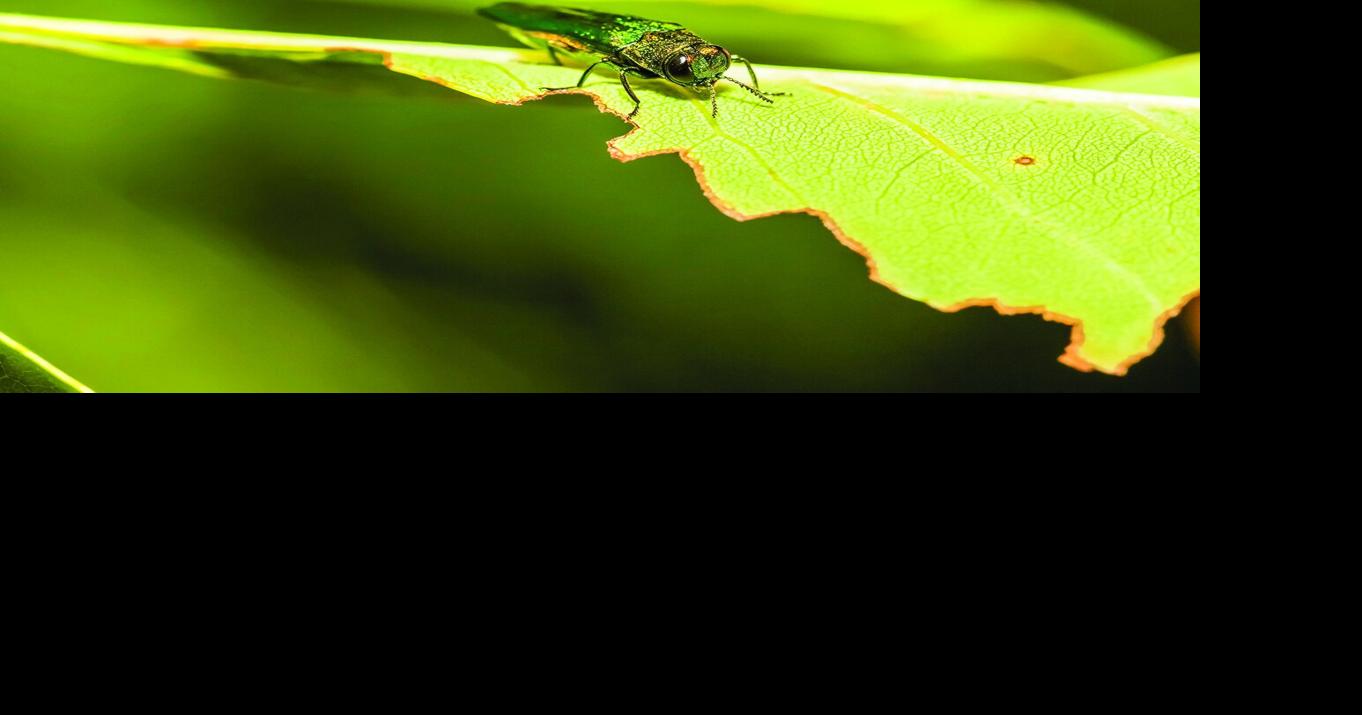 Piddle in Your Garden to get a jump on Pests | Community | somerset ...