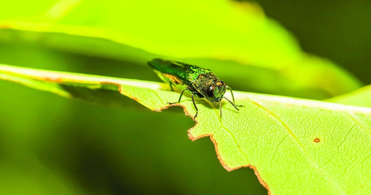 Biddle Insects Piddle in Your Garden to get a jump on Pests | Community | somerset ...