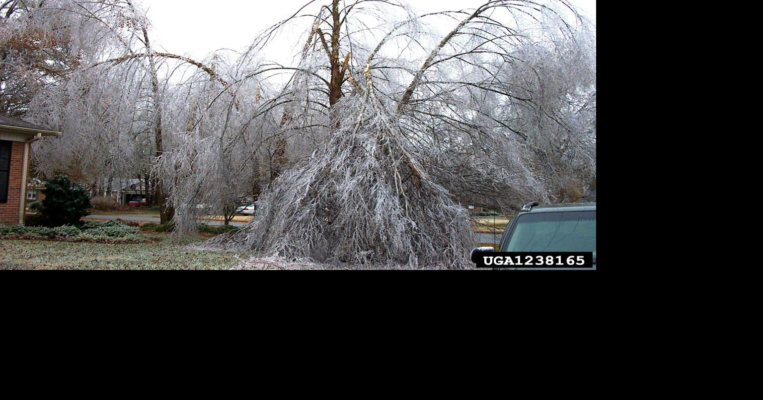 How To Handle Trees with Snow or Ice Loads | Community | somerset ...