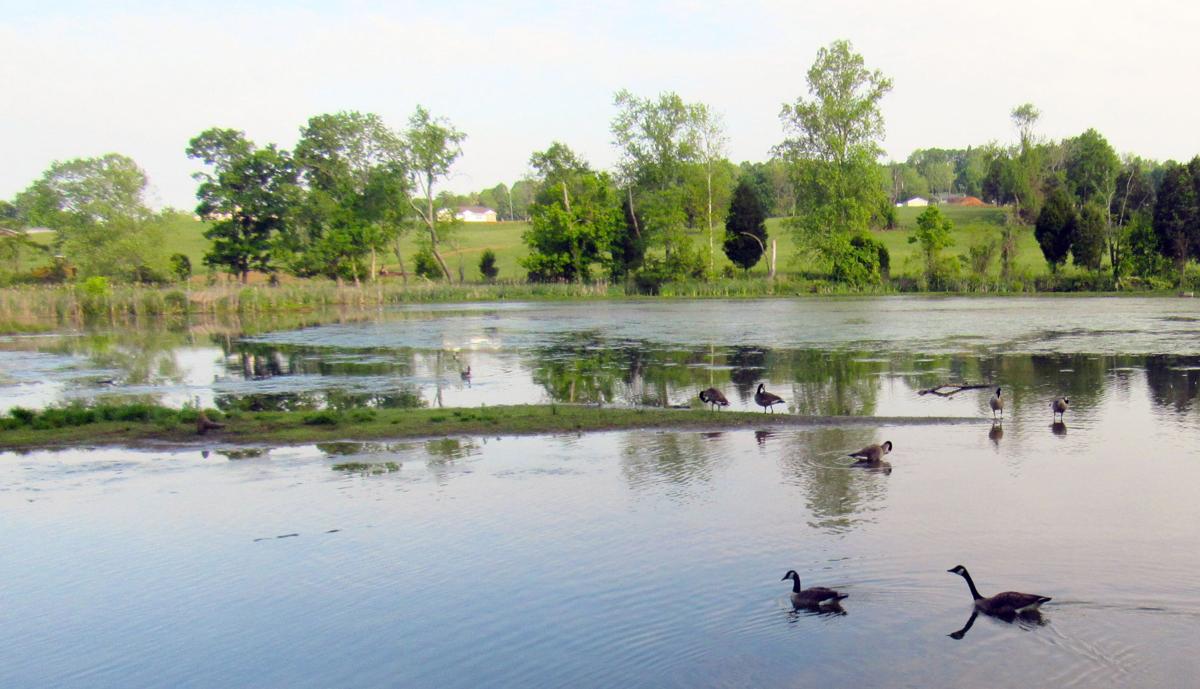 Pump House Lake has a thriving wildlife refuge News somerset