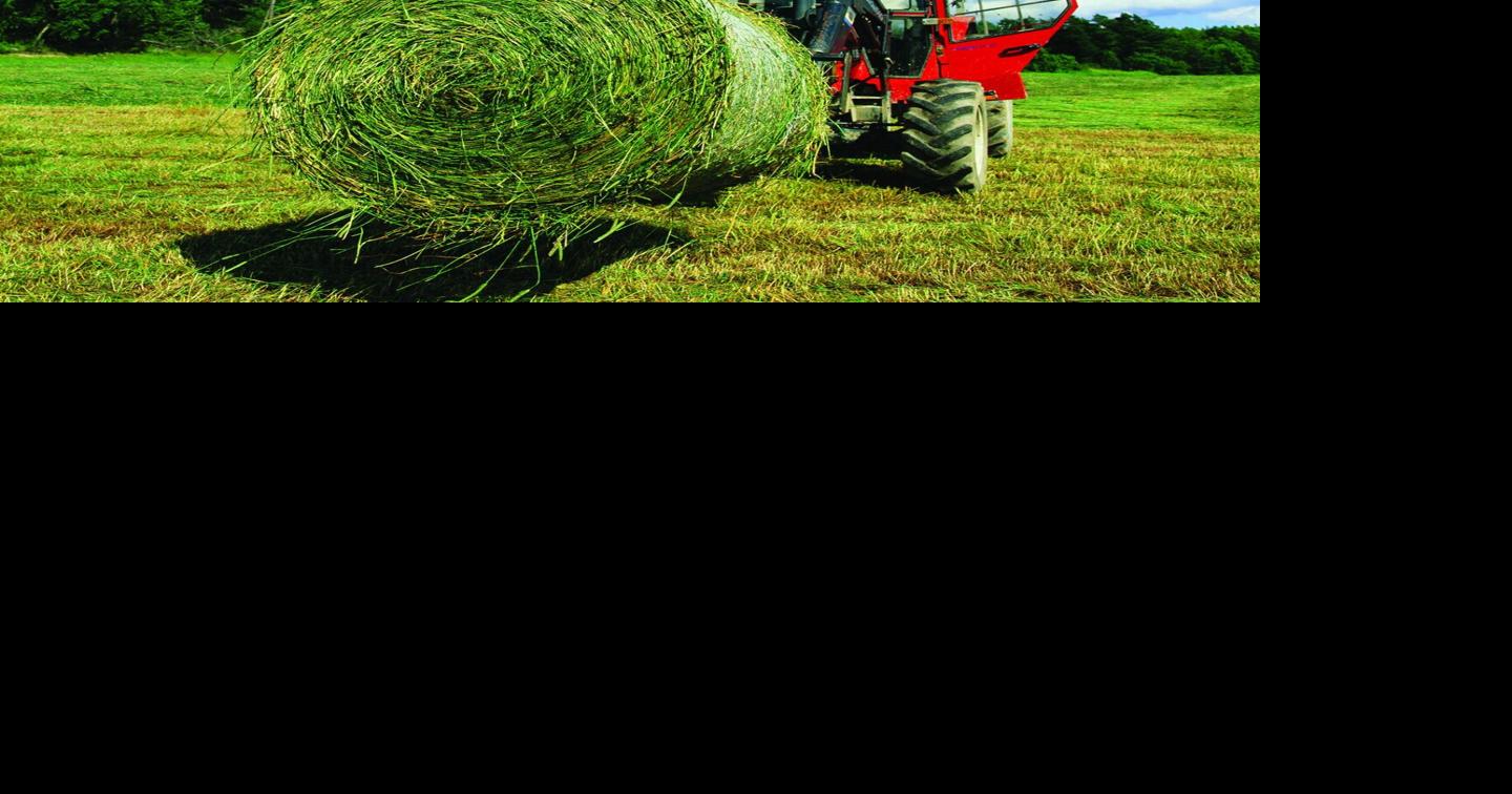 Proactive Hay Testing: Tips for Accurate Sampling and Better Feed ...