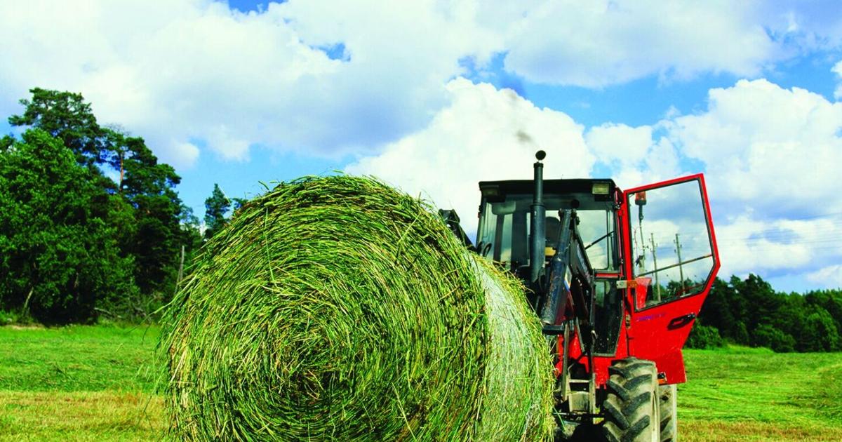 Proactive Hay Testing: Tips for Accurate Sampling and Better Feed ...
