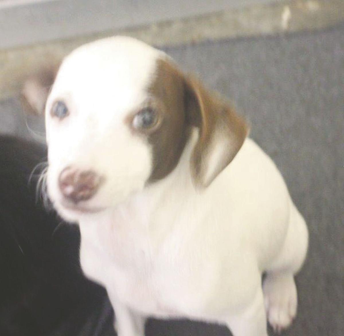 PHOTO GALLERY Animal Shelter AdoptAPet News