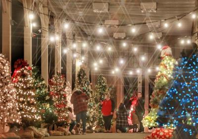 Betty Phillips 2022 Christmas Tree Christmas Tree Alley In Monticello Is A Holiday Hit | News |  Somerset-Kentucky.com