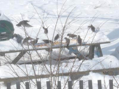 Six More Weeks Of Winter Looks Like A Sure Thing Now News