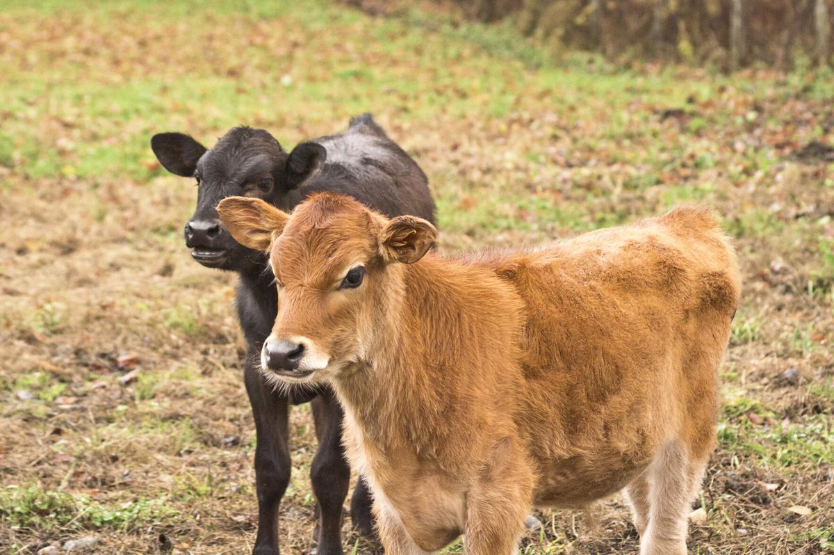 Weak Calf Syndrome Is a Herd Problem, Lifestyles