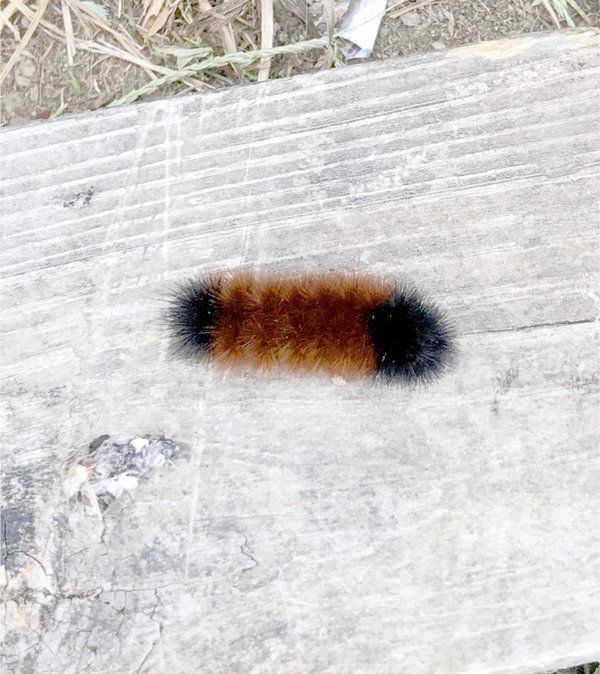 download woolly worm