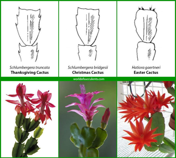 How to care for your Holiday Cactus | Community | somerset