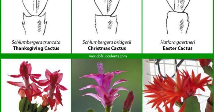 wildflower seeds near me Created By Nature North Carolina Wildflower Seed Mix, 18 Flower Varieties, 35,000 Seeds