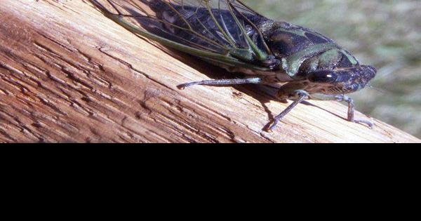Cicadas Making Some Noise In Pulaski County This Summer Local News Somerset Kentucky Com
