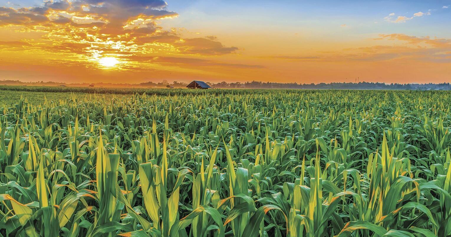 Dry Weather Effects on Corn at Early Growth Stages - Vimarsana News