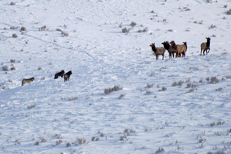 In Yellowstone's Lamar Valley we watched as wolves stalked a herd of Elk.