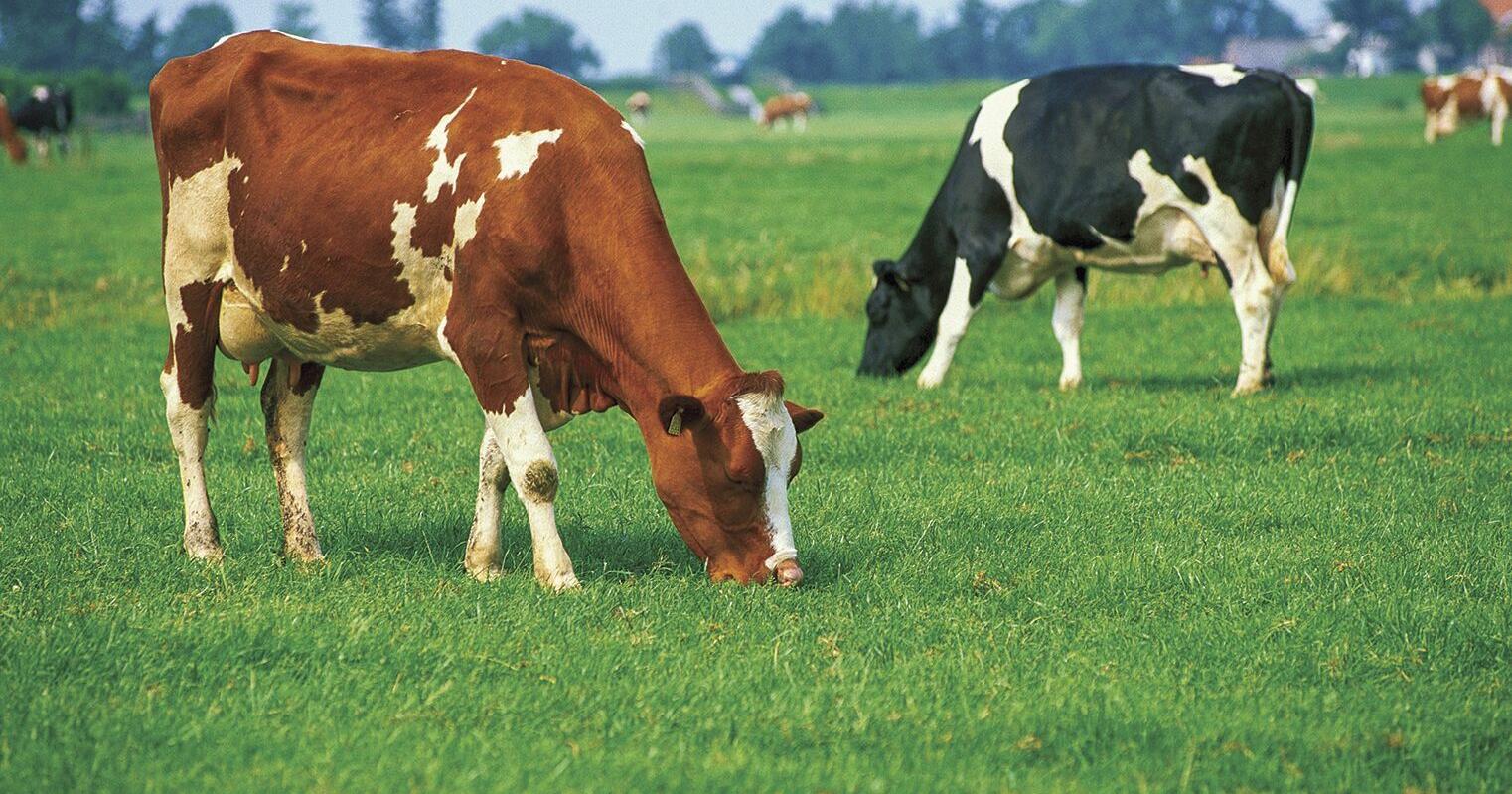 Is That Weed Poisonous? What You Don't Want Your Cattle to Eat | Community - Vimarsana News