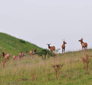 Conservation officers investigating death of bull elk in McCreary ...