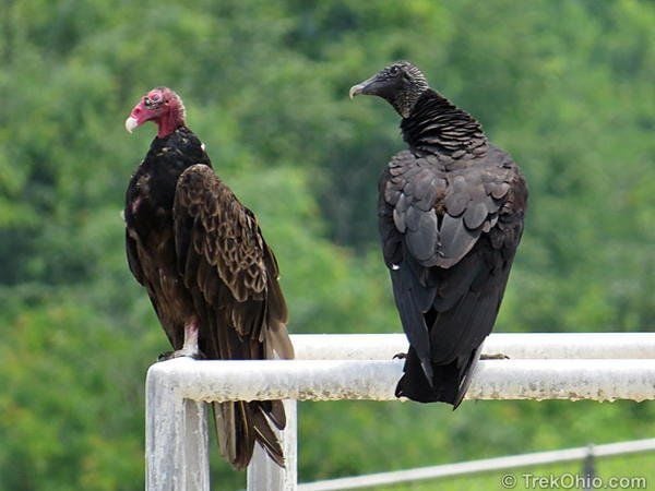 vultures eating people