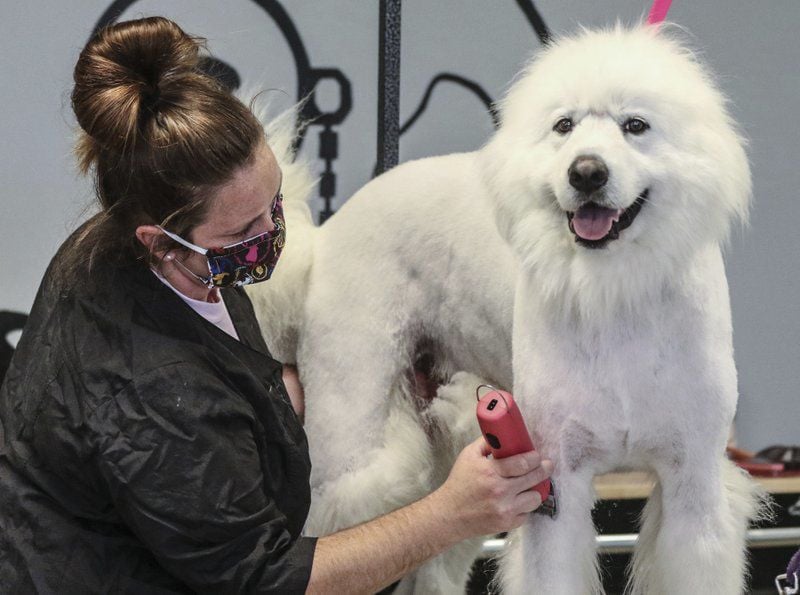 the dapper dog grooming salon