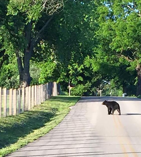 Black bear sightings on the rise in southern Pulaski County News