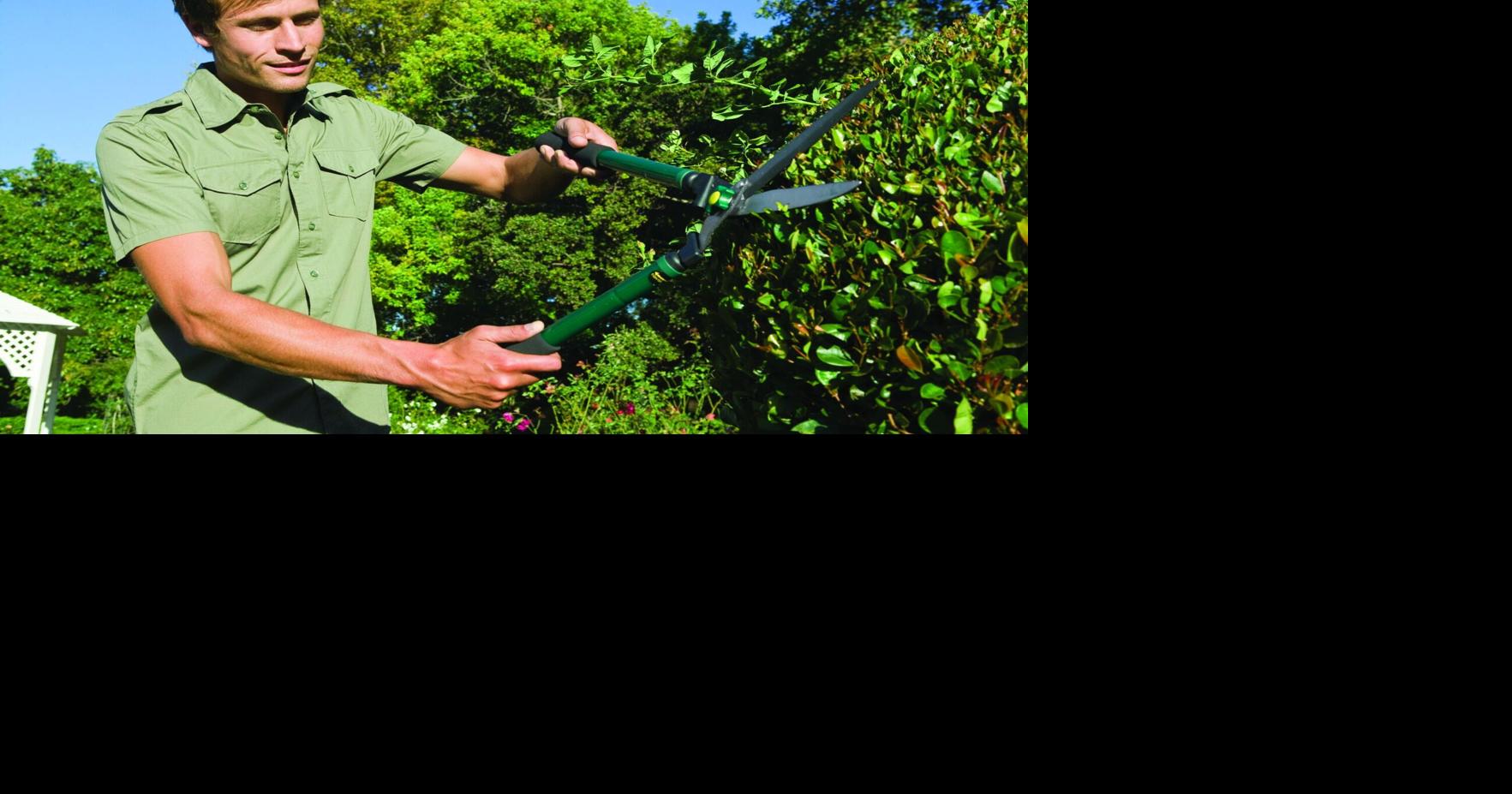 Pruning Tips for Fruit Trees | Community | somerset-kentucky.com