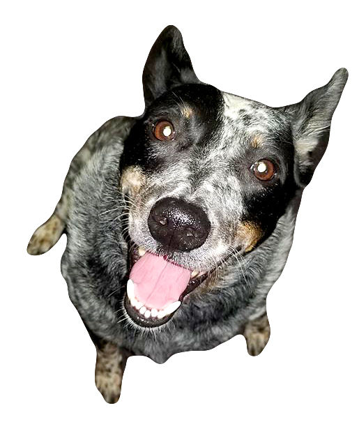 Rogers heelers hot sale