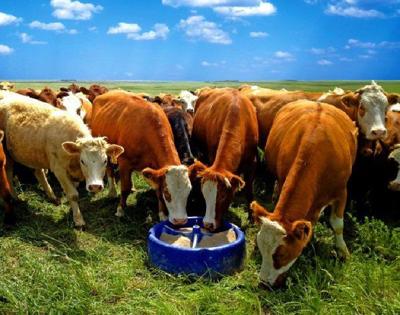 Grass Tetany Start Preventive Measures Now Lifestyles Somerset Kentucky Com