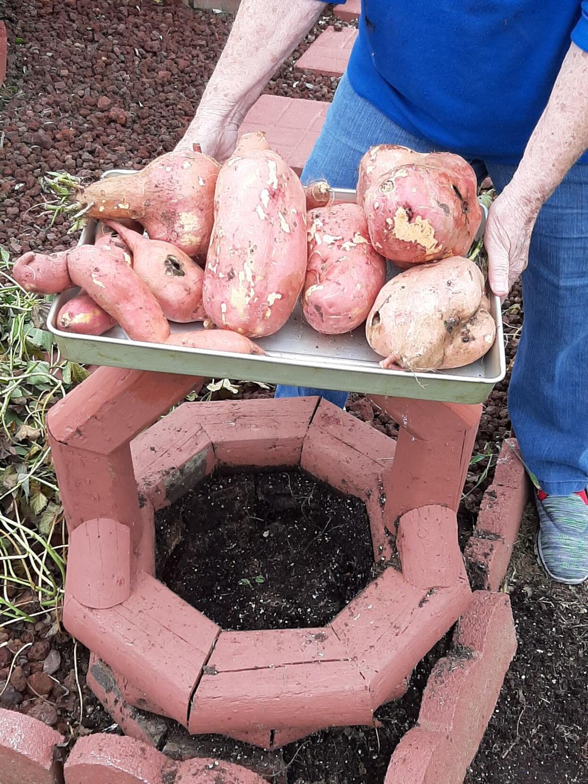 Sweet! Potato bounty grows from Pulaski woman’s vine