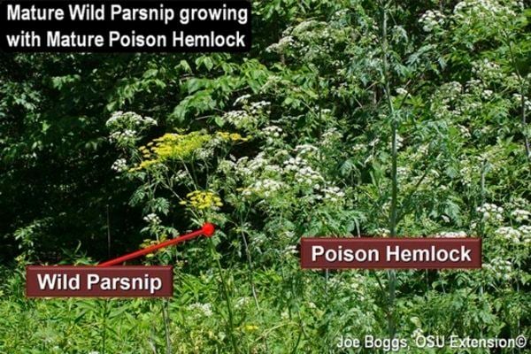 wild parsnips rash treatment