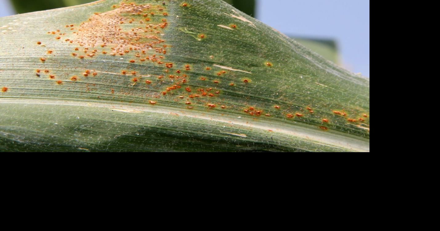 Southern Rust discovered in Pulaski County | Community | somerset ...