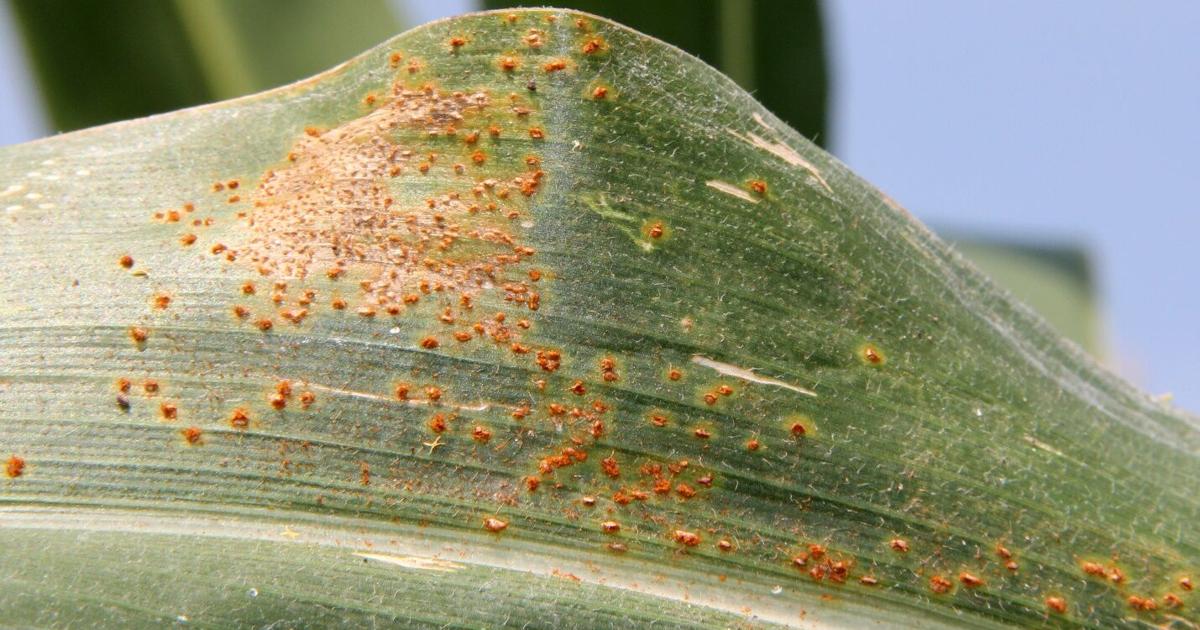 Southern Rust discovered in Pulaski County | Community | somerset ...
