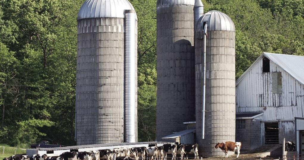 Corn silage for the beef herd | Community | somerset-kentucky.com