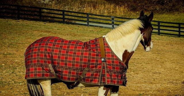 Iris City Cleaners adds equine services