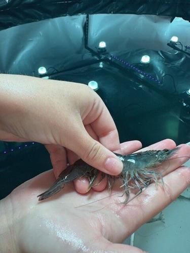 Former hog farmers switch to shrimp | News | southeastiowaunion.com