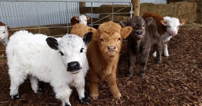 full grown miniature cows