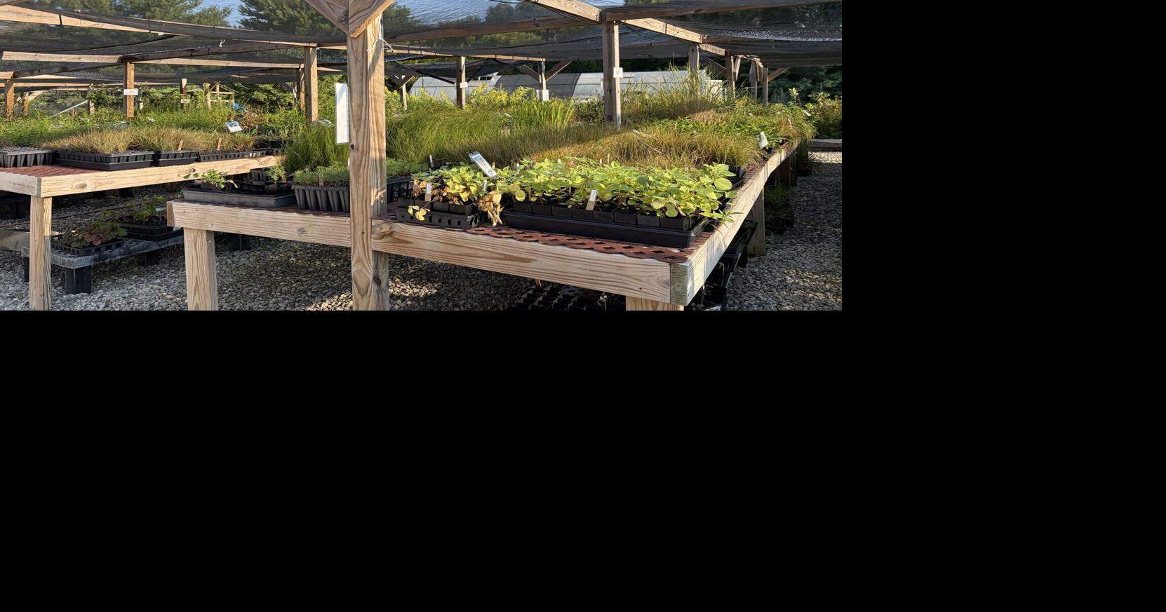Deeply Rooted Landscapes, Aullwood Audubon launch native plant pop-up nursery in Dayton