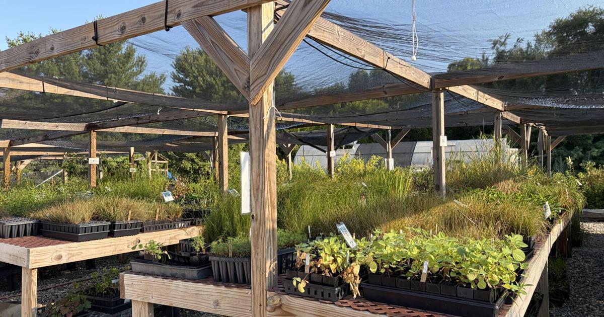 Deeply Rooted Landscapes, Aullwood Audubon launch native plant pop-up nursery in Dayton