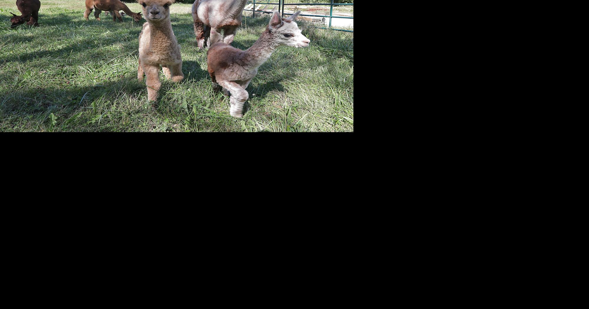 Things to do this week: Library opening, alpaca farm store celebration ...