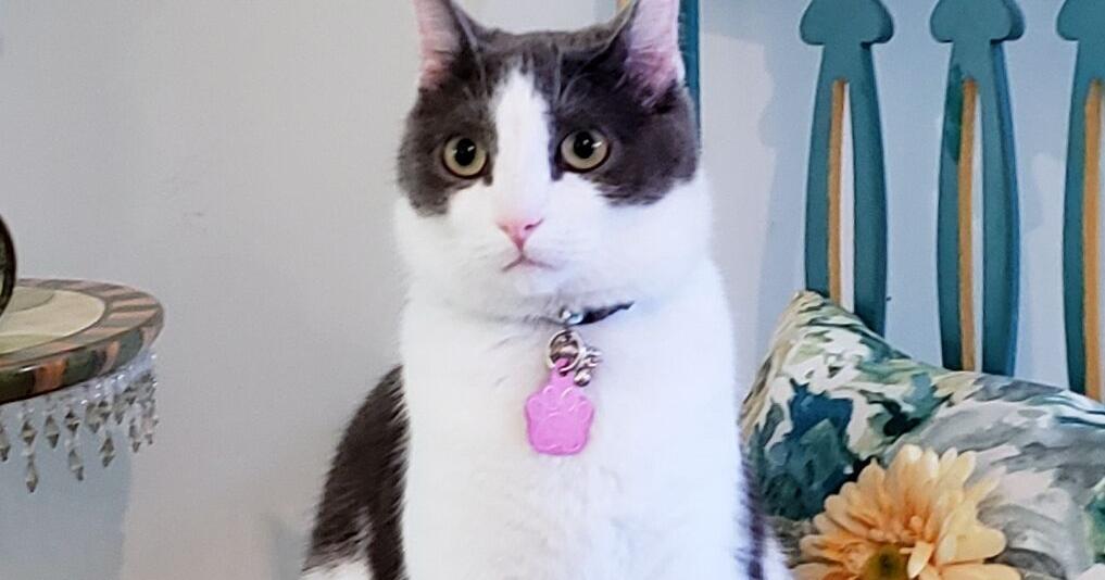 A cat collar is basically your pet’s ID and critical info for others