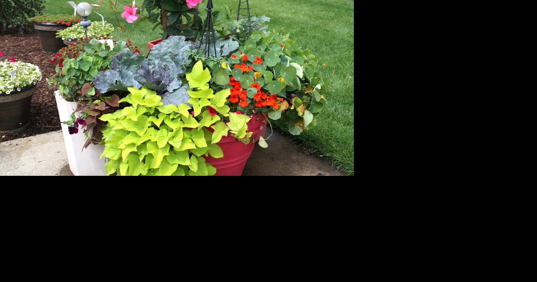 Celebrating National Gardening Day with useful advice | Local ...