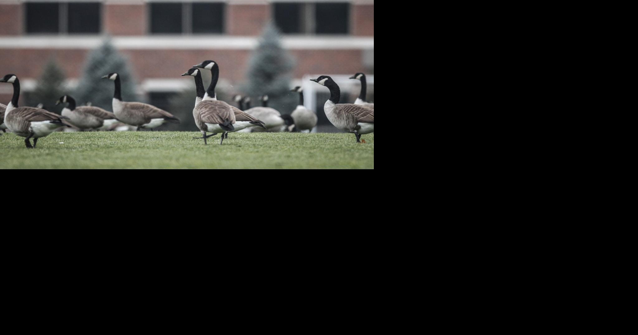 Man guilty of killing geese near Springfield on day of Trump-Harris ...