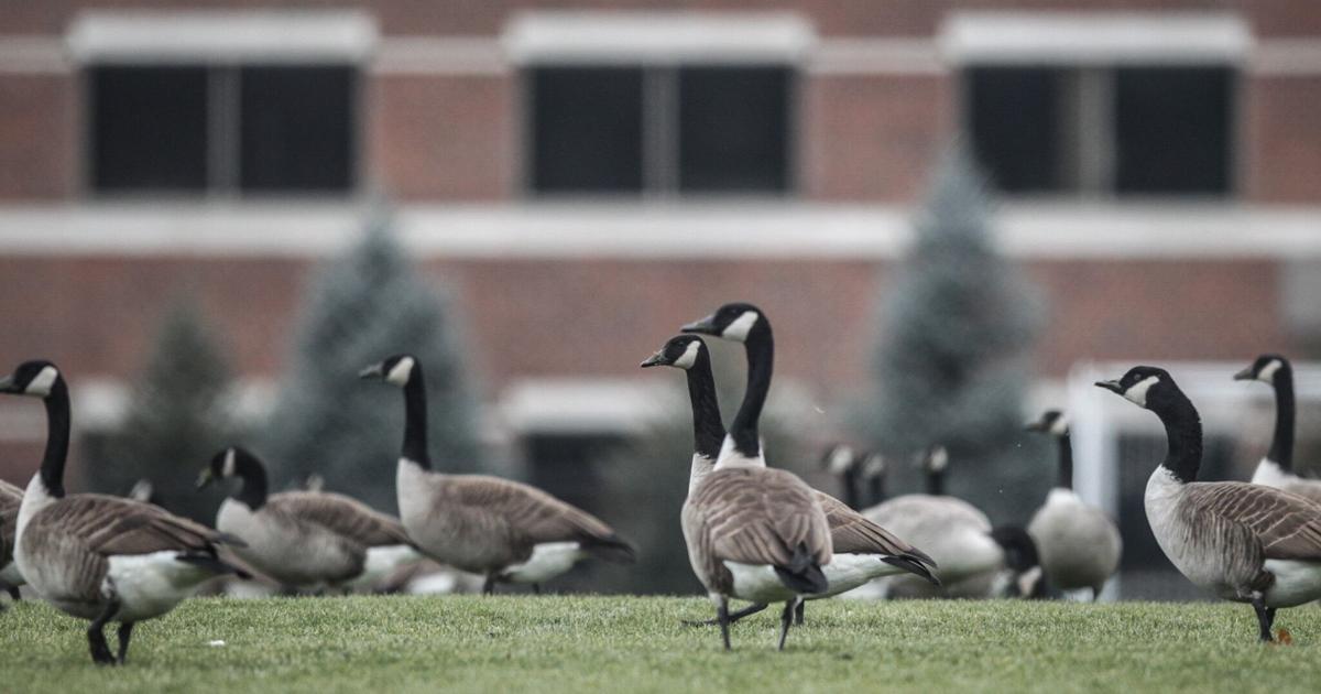 Springfield Goose Man guilty of killing geese near Springfield on day of Trump-Harris ...