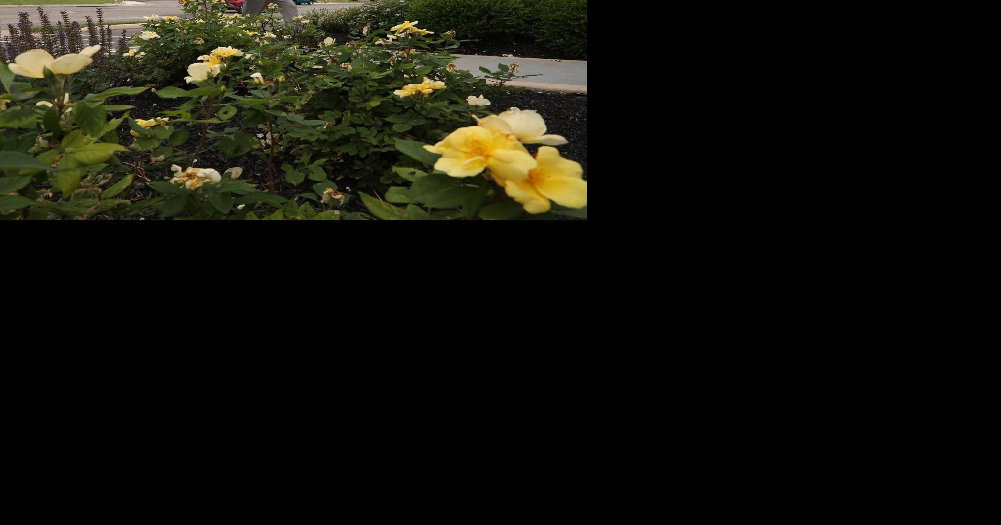 Springfield rewards owners of well-maintained properties ...