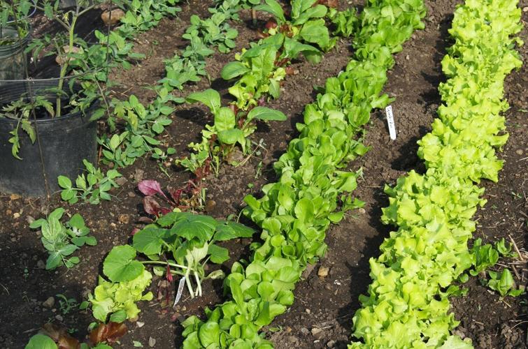 Celebrating National Gardening Day with useful advice | Local ...